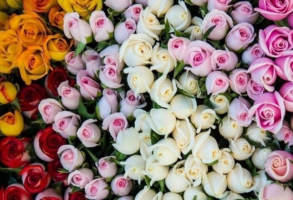 Купить цветы оптом в Бишкеке: качественные и свежие поставки